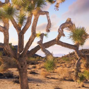 A Joshua Tree in the outdoors of Joshua Tree National park at dusk