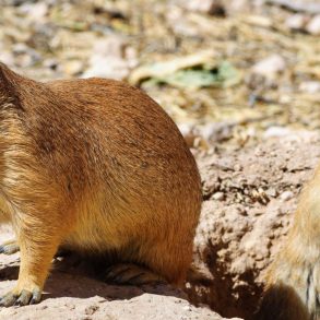 2 small desert animals in Living Desert Zoo and Gardens