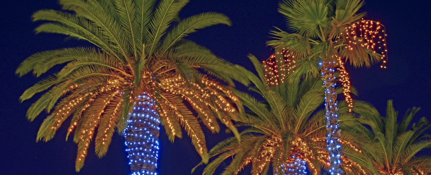 Christmas Palm Trees