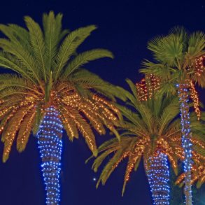 Christmas Palm Trees